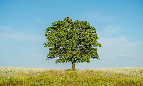 Peru Economic Outlook – March 2026